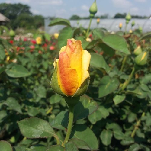 Rosal Apache - amarillo - Arbusto de rosas o rosas de parque